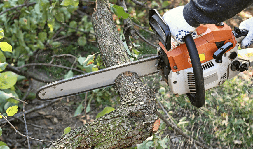 TREE SERVICES